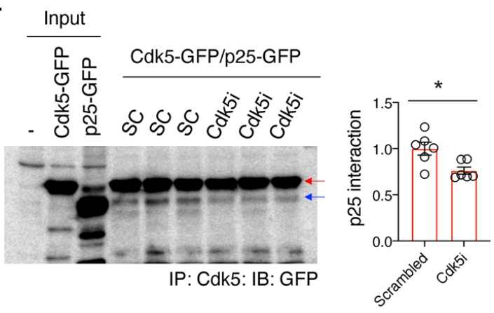 Cdk5-GFP, p25-GFP, and Cdk5i or scrambled peptide were used for IP.jpg